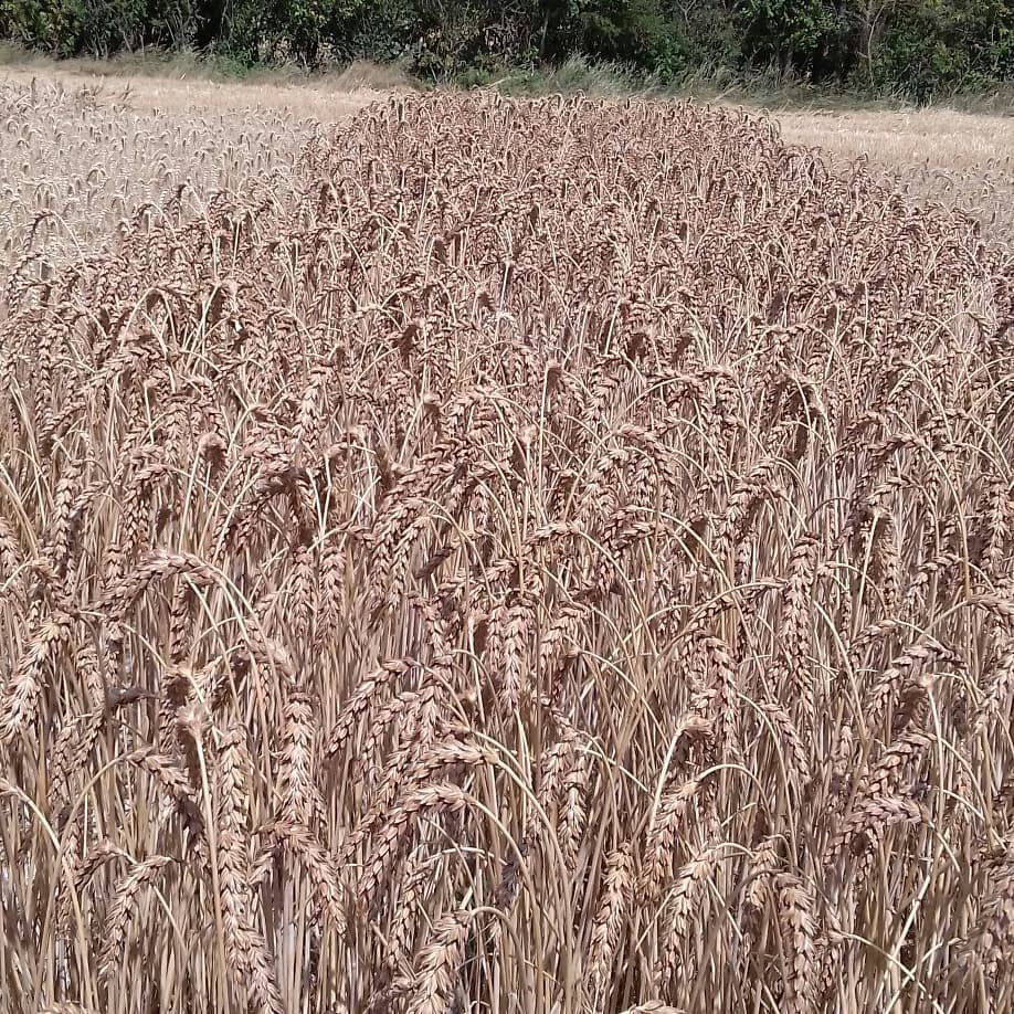 Variétés de céréales