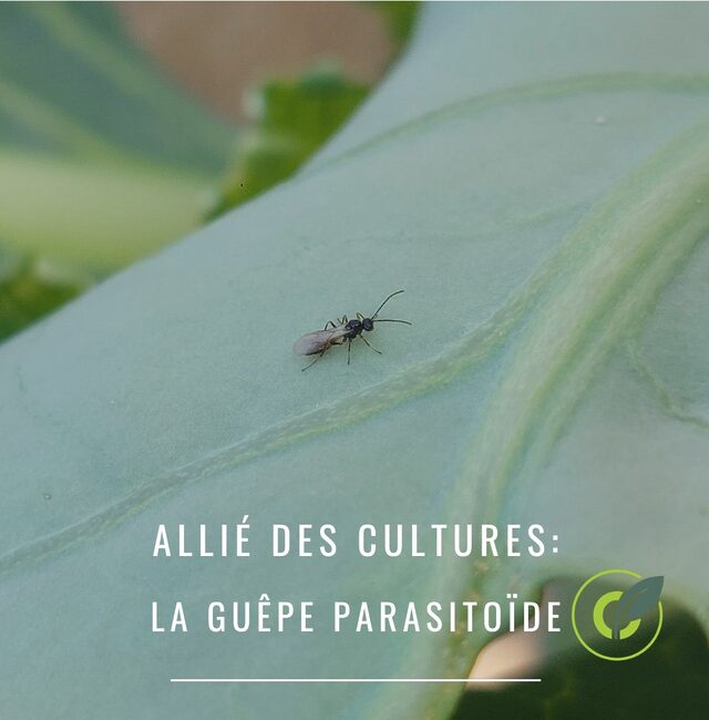 Hyménoptère parasitoïde : Auxiliaire des cultures