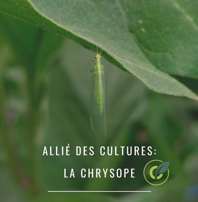 La chrysope : Auxiliaire des cultures