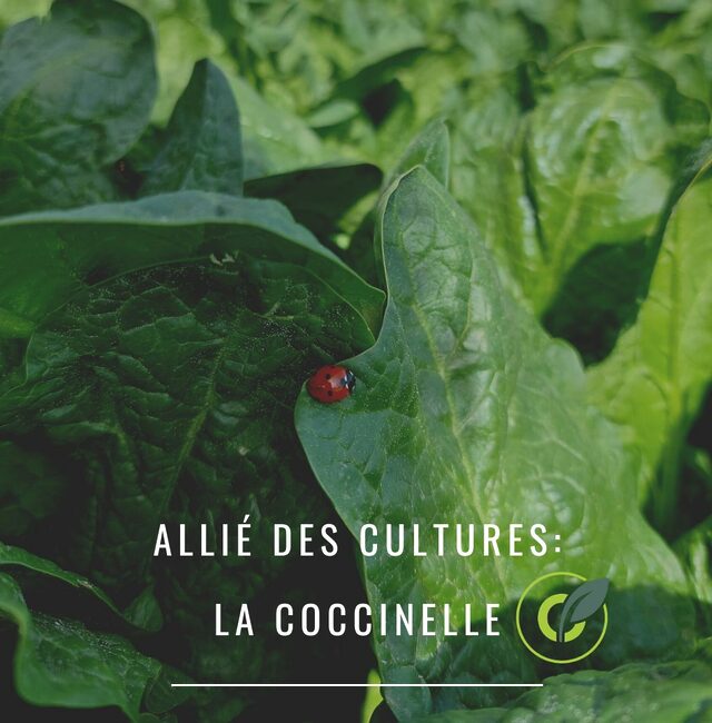 La coccinelle : Auxiliaire des cultures