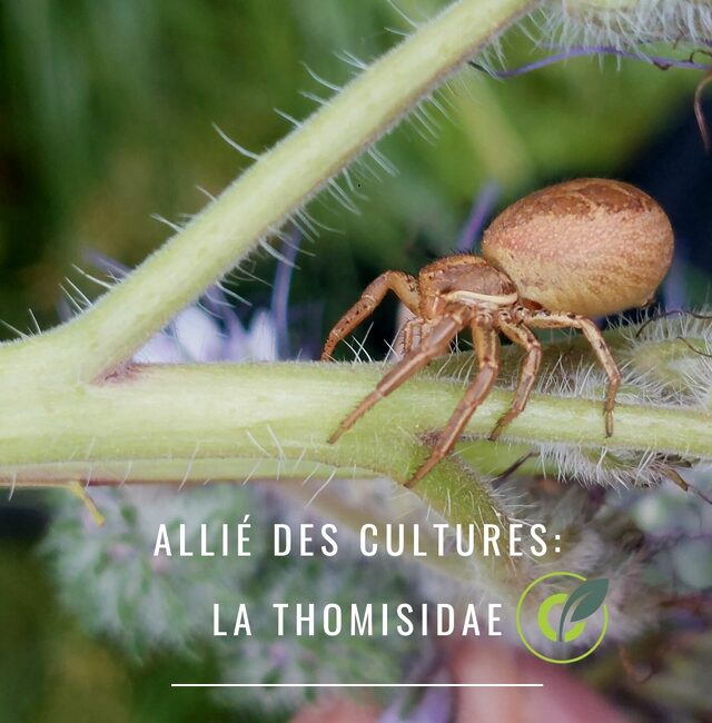 La Thomisidae : Auxiliaire des cultures