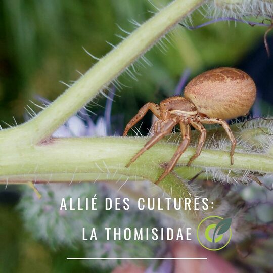 La Thomisidae : Auxiliaire des cultures