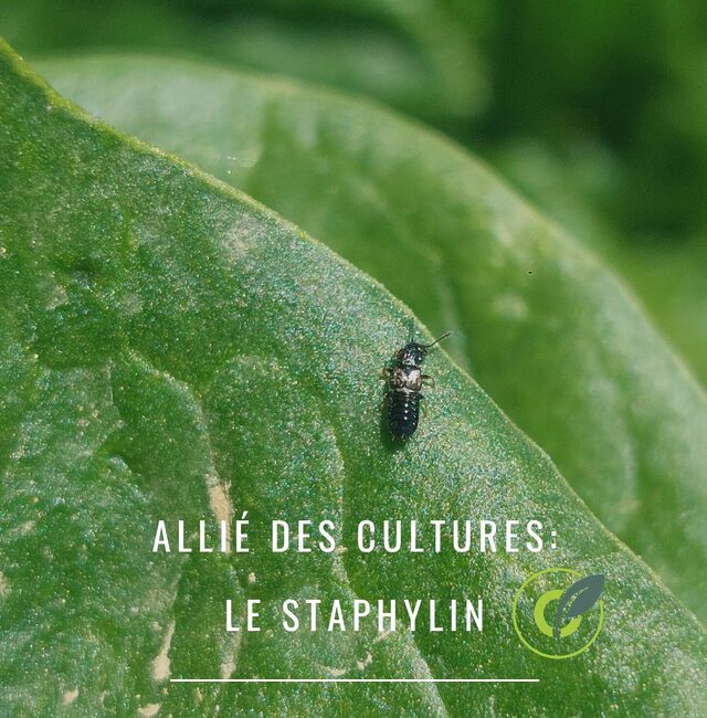 Le Staphylin : Auxiliaire des cultures