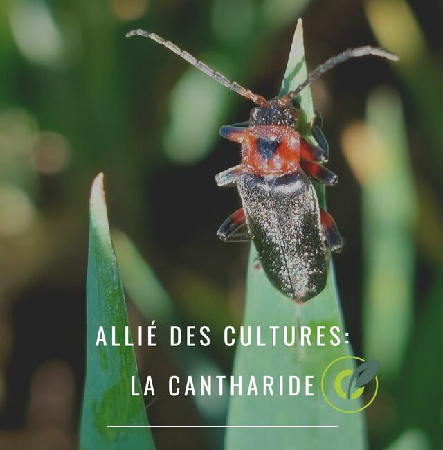 Le cantharide : Auxiliaire des cultures