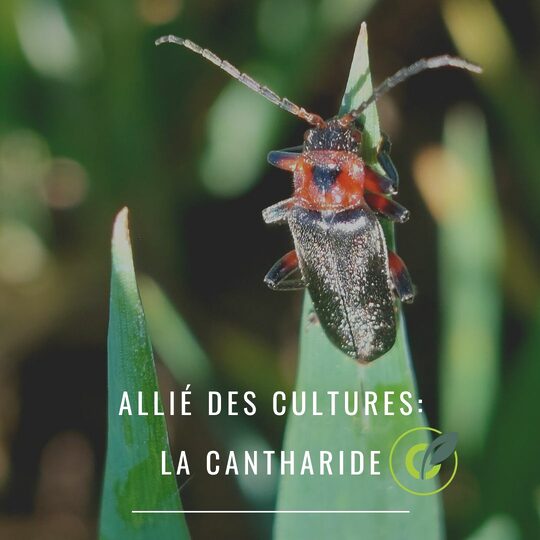 Le cantharide : Auxiliaire des cultures