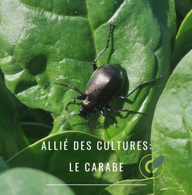 Le carabe : Auxiliaire des cultures