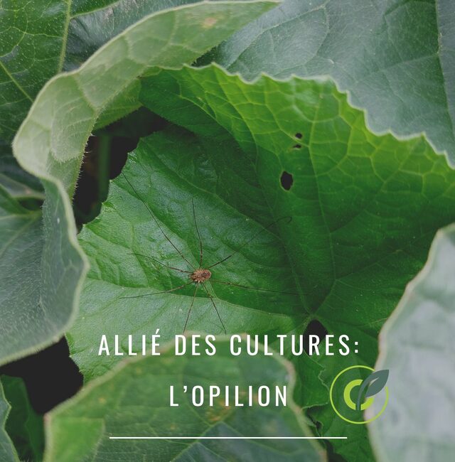 L’opilion : Auxiliaire des cultures