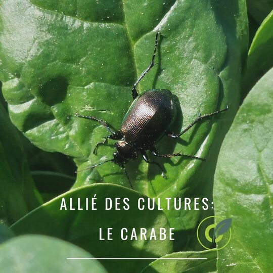 Le carabe : Auxiliaire des cultures