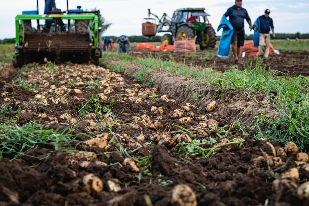 Champs 
Pomme de terre
Tracteur
Maraîchafe