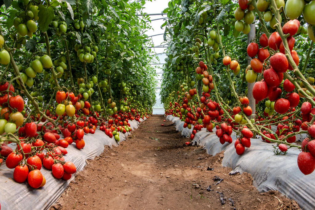 Culture de tomates en serre