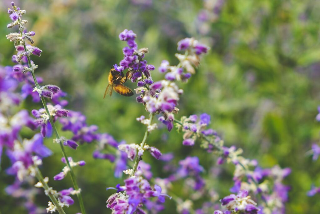 Biodiversité, abeilles, champs