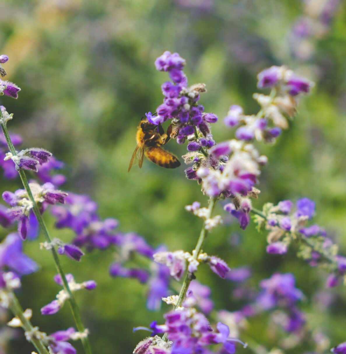 Biodiversité, abeilles et fleurs
